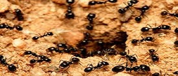 Ants Control Bonner