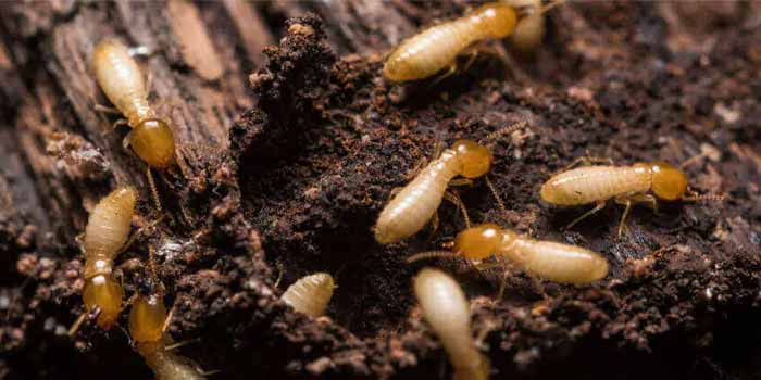 Exclusive Termite Control