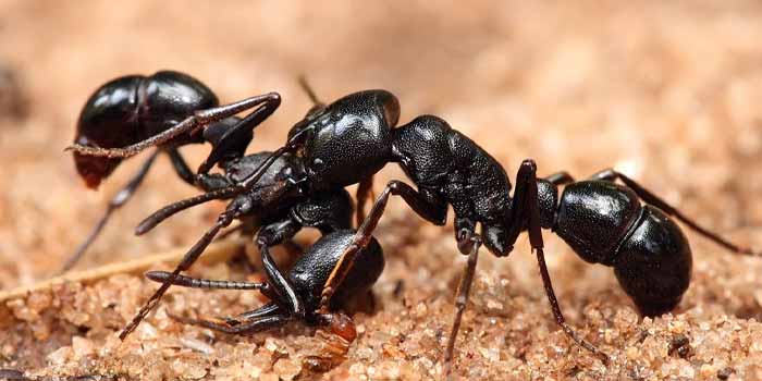  Professional Ant Controllers 